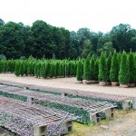 THUJA OCCIDENTALIS EMERALD GREEN American Arborvitae